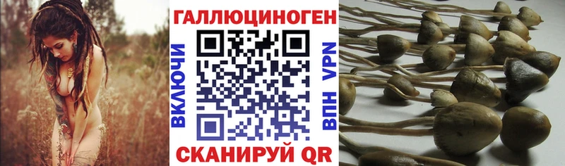 купить наркотик  Борисоглебск  Галлюциногенные грибы Cubensis 